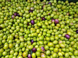 bilder von frischen oliven